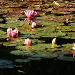 Monet's Garden - Waterlilies